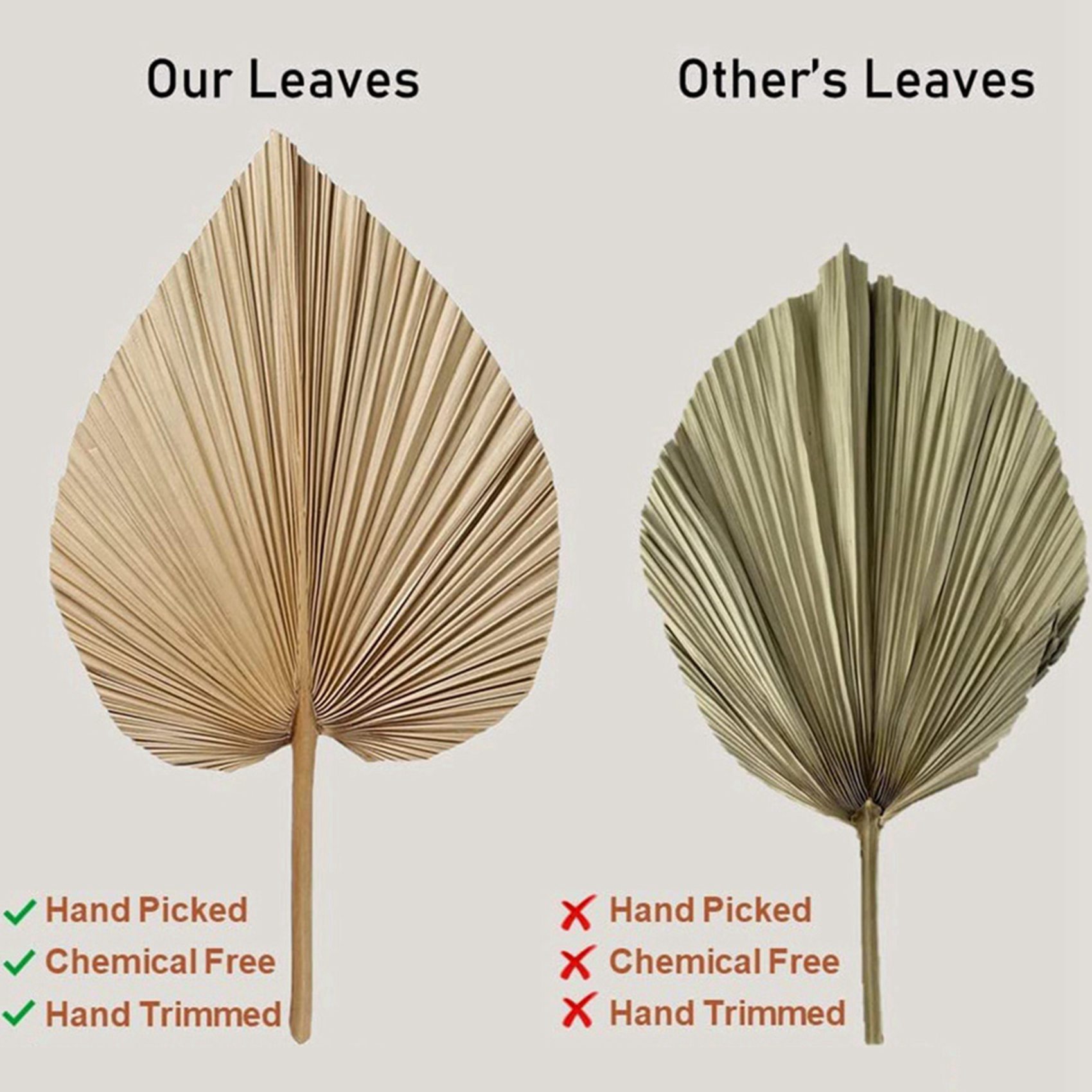 8 Pieces Natural Dried Palm Le - огляд і ціна Palm Leaf Dried