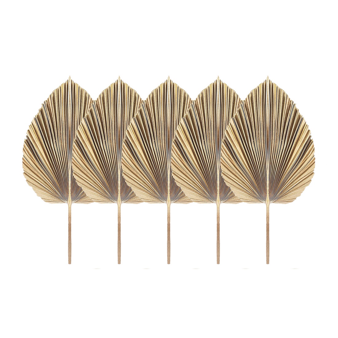 5Pcs Natural Dried Palm Leaves - огляд і ціна Palm Leaf Dried