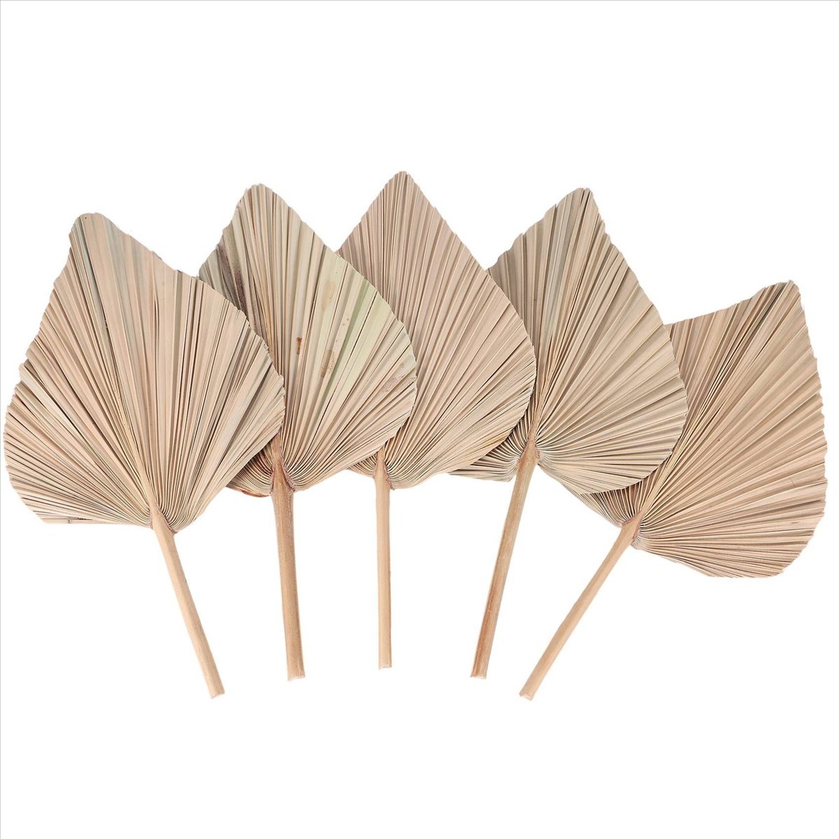 NOCM Dried Palm Leaves Room De - огляд і ціна Palm Leaf Dried