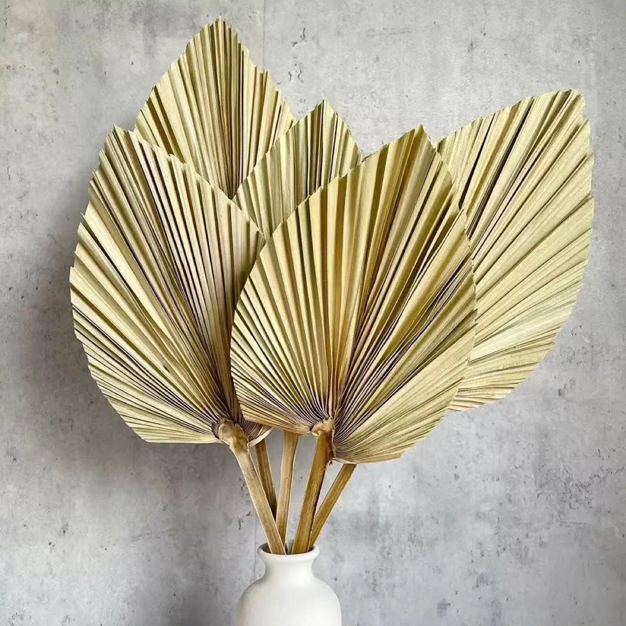 3 PCS Natural Dried Palm Leave - огляд і ціна Palm Leaf Dried