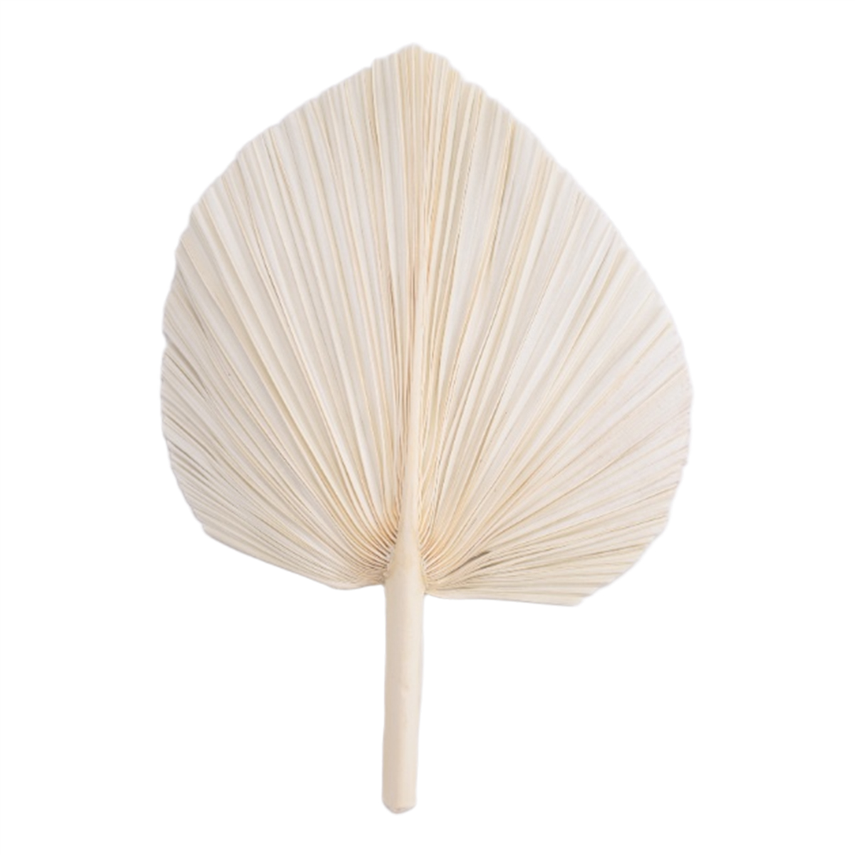 Qualitative Large White Dried  - огляд і ціна Palm Leaf Dried