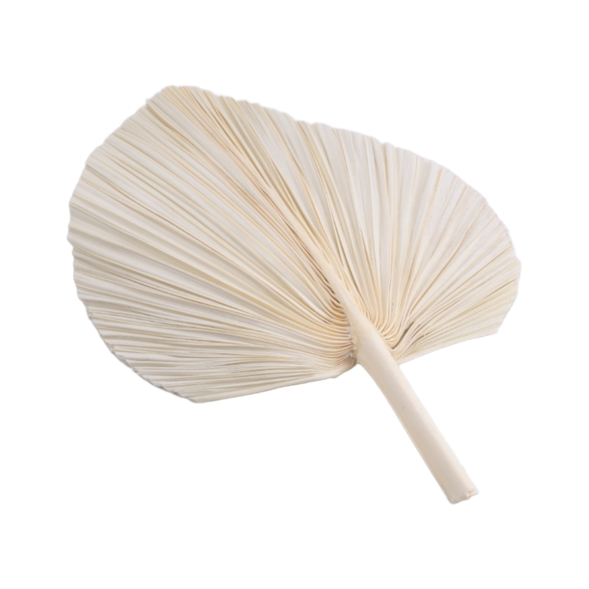 Qualitative Large White Dried  - огляд і ціна Palm Leaf Dried