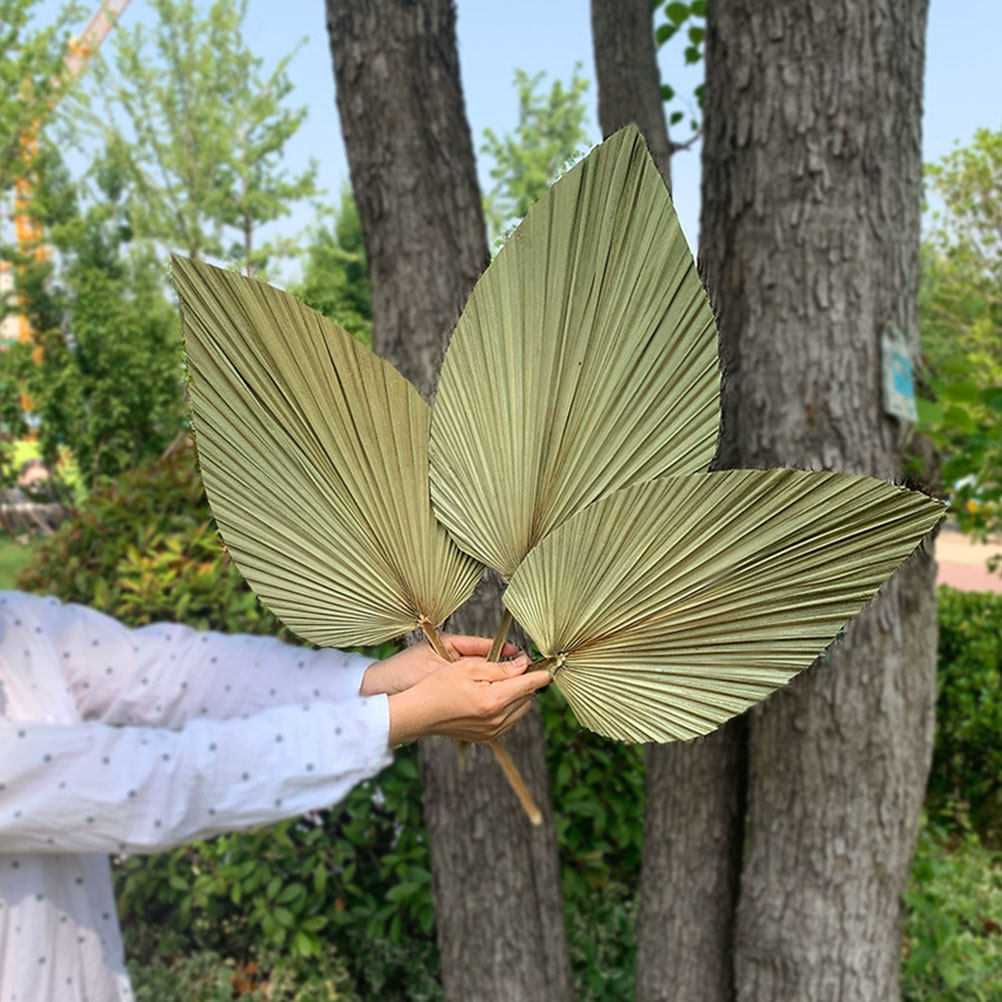 1Pcs Natural Dried Palm Leaf D - огляд і ціна Palm Leaf Dried