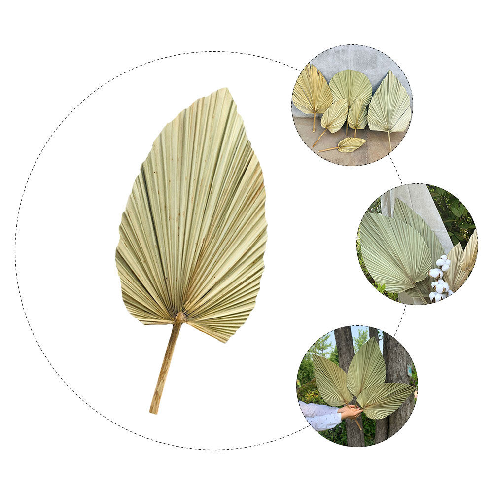 1Pcs Natural Dried Palm Leaf D - огляд і ціна Palm Leaf Dried