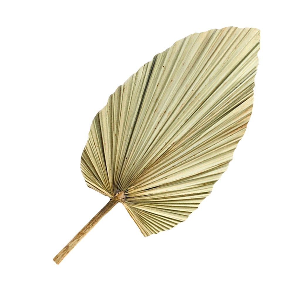 1Pcs Natural Dried Palm Leaf D - огляд і ціна Palm Leaf Dried