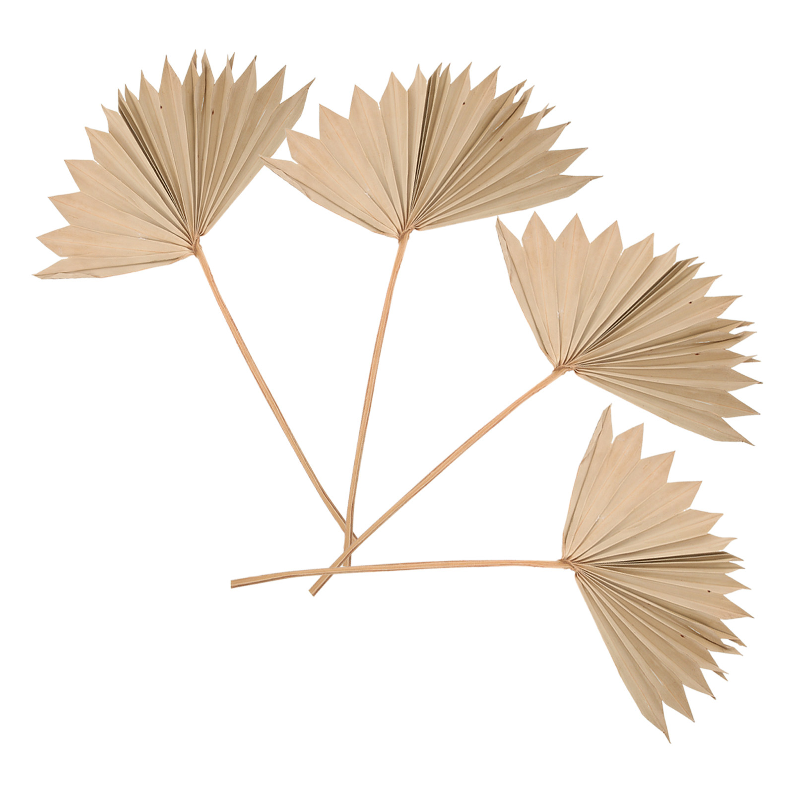 4Pcs Dried Palm Leaf Decoratio - огляд і ціна Palm Leaf Dried