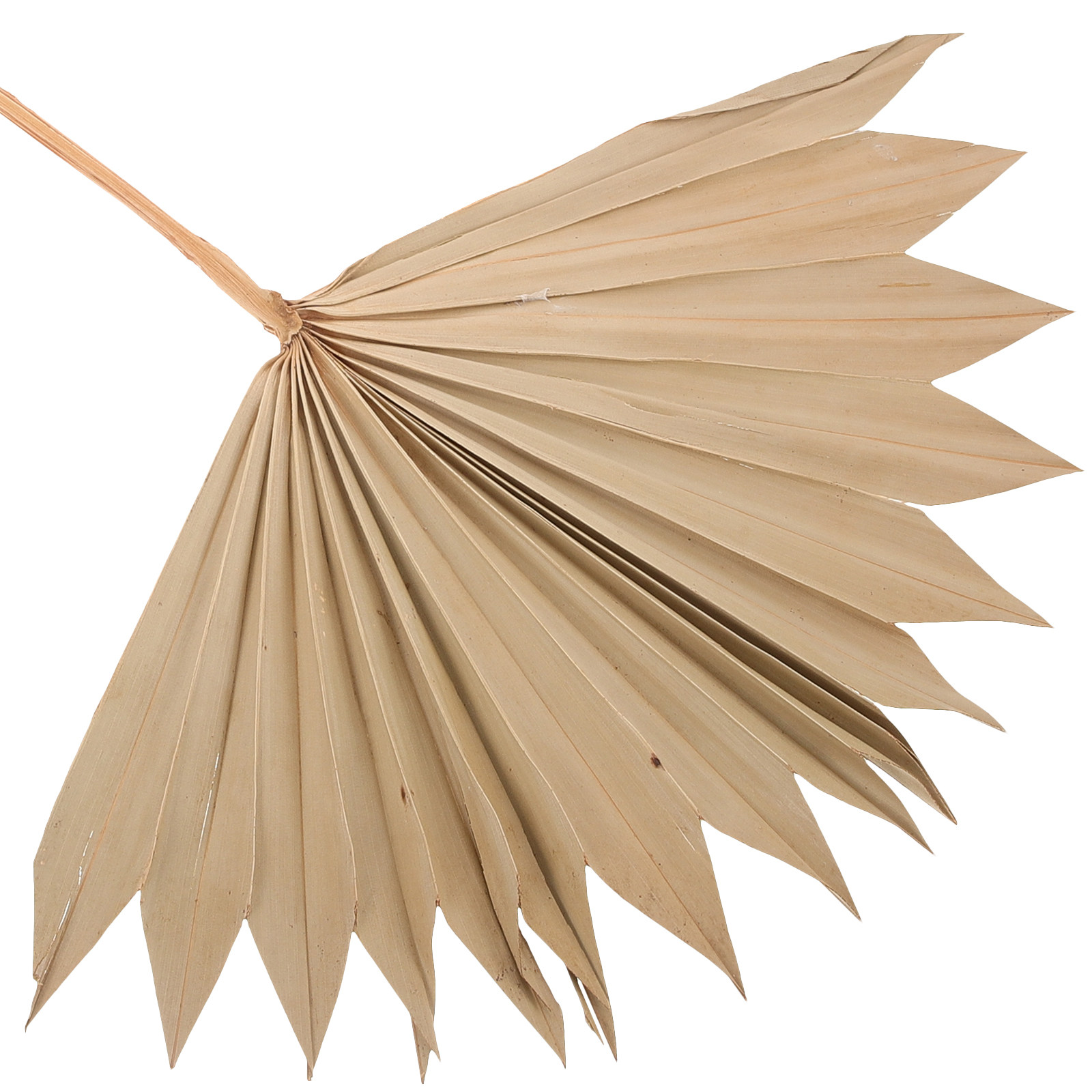 4Pcs Natural Dried Palm Leaf F - огляд і ціна Palm Leaf Dried