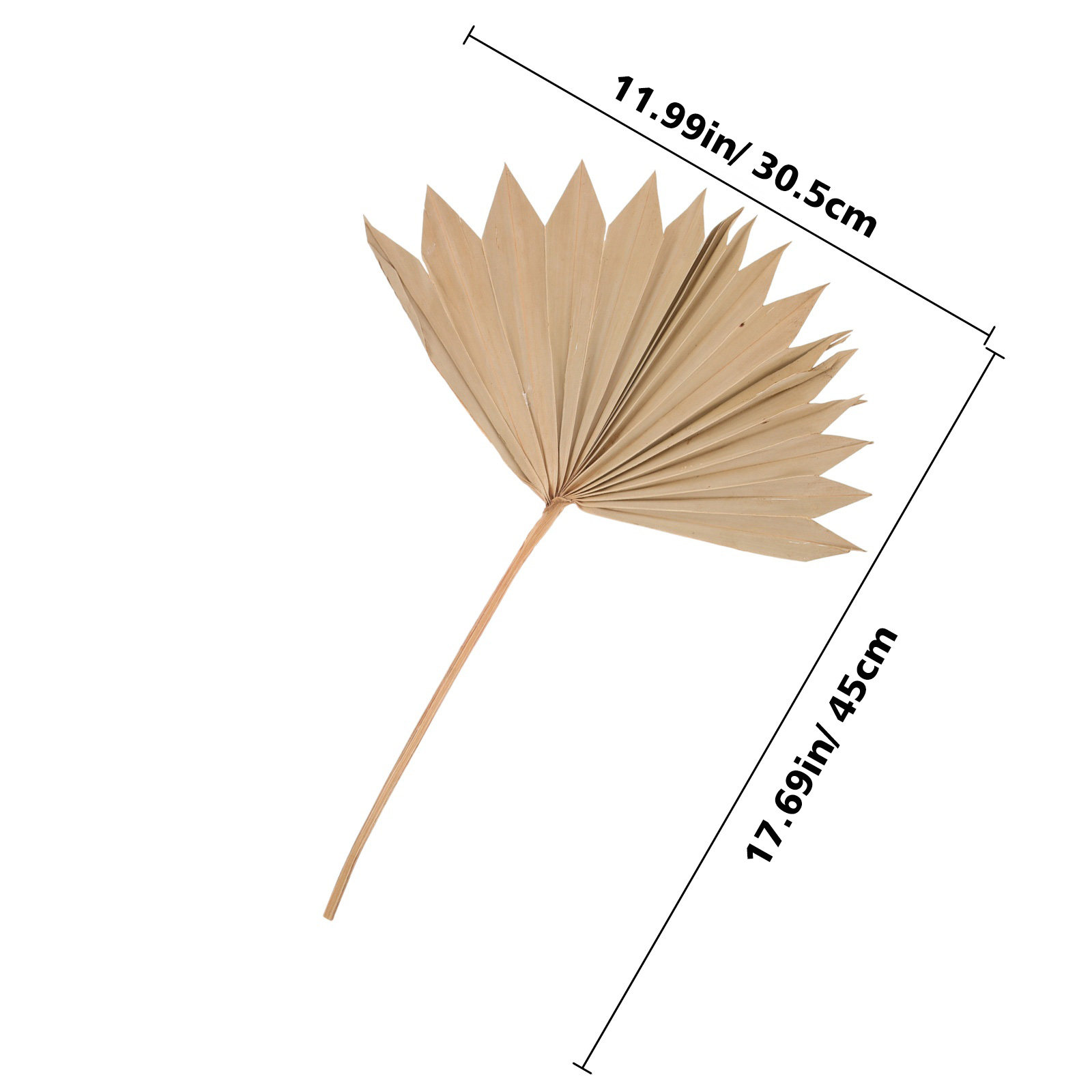 4Pcs Natural Dried Palm Leaf F - огляд і ціна Palm Leaf Dried