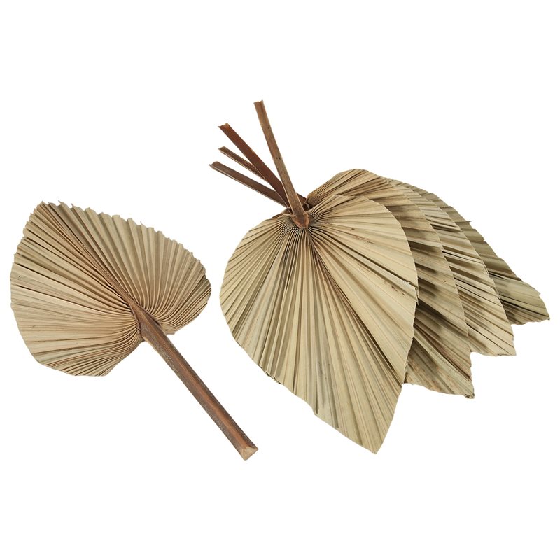 SEWS-5Pcs Natural Dried Palm L - огляд і ціна Palm Leaf Dried