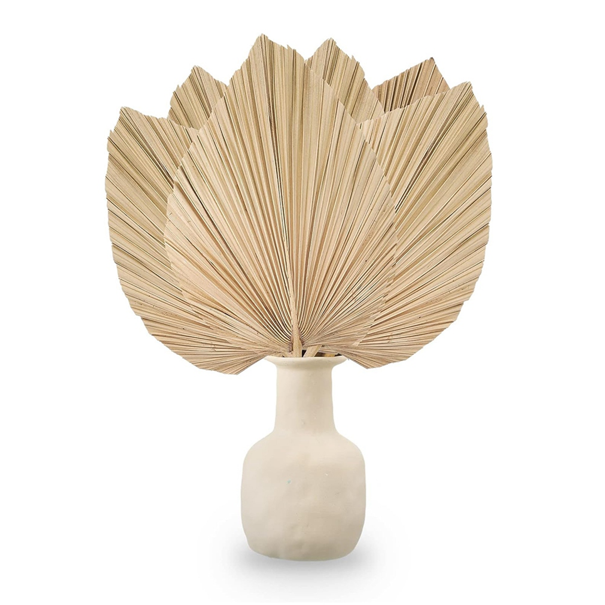 New 6PCS Dried Palm Leaves Nat - огляд і ціна Palm Leaf Dried