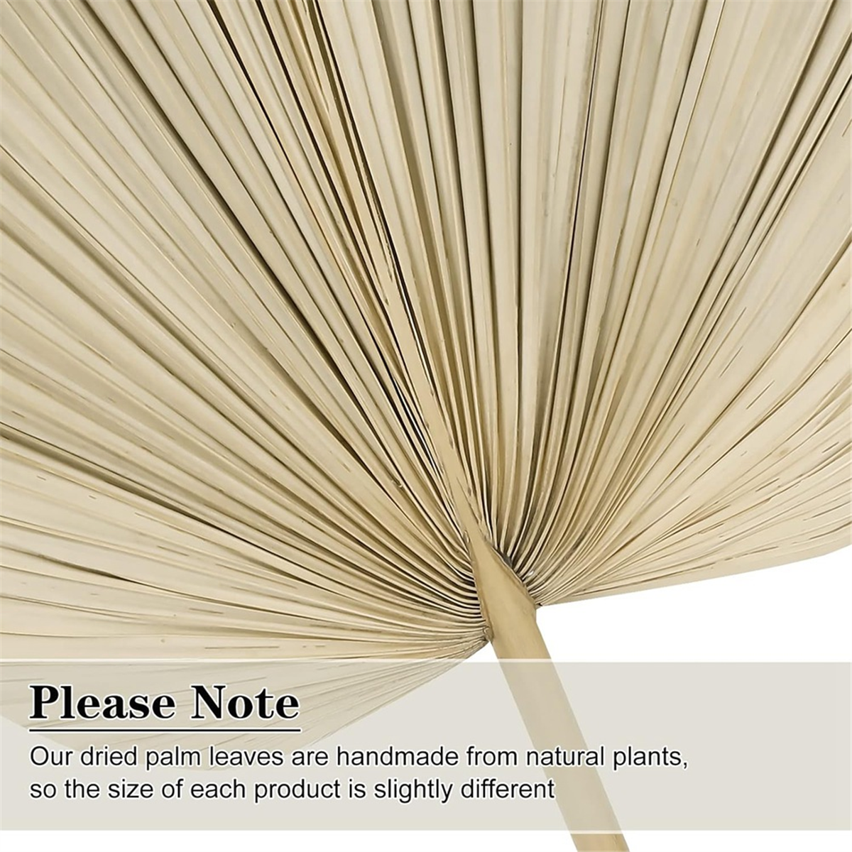 Good 6PCS Dried Palm Leaves Na - огляд і ціна Palm Leaf Dried