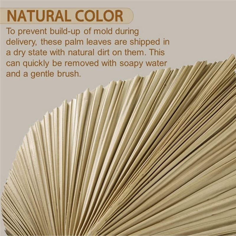 Fresh 4 Pieces Natural Dried P - огляд і ціна Palm Leaf Dried